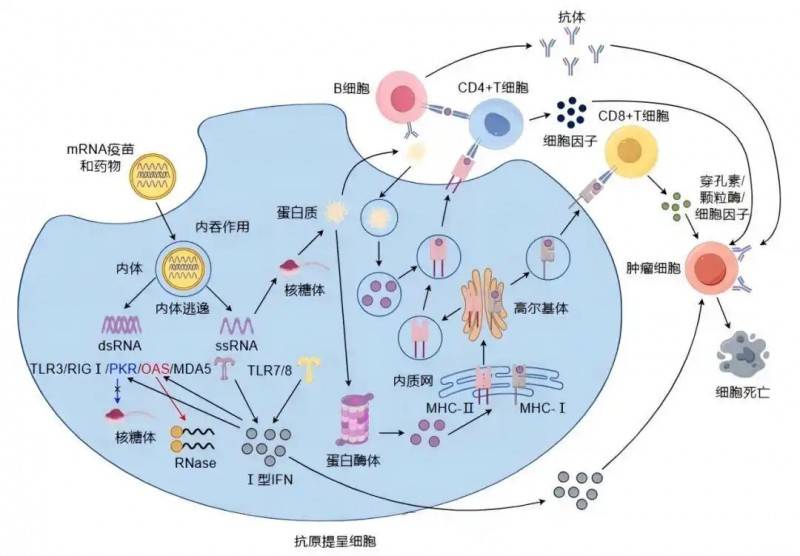国产mRNA癌症疫苗获FDA许可，在中国也已经可以合法使用