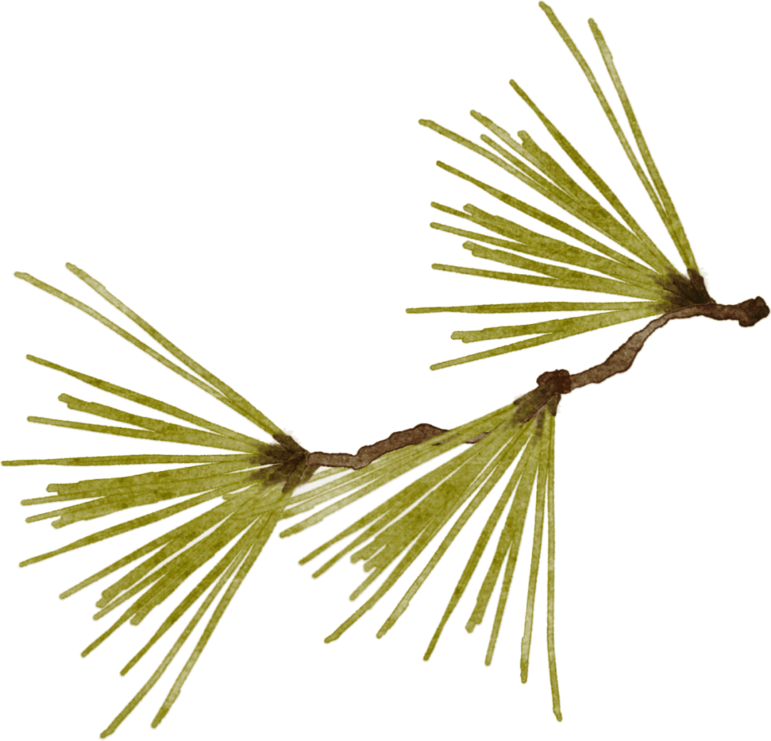 走出“多囊”迷雾：科学调节月经，拥抱健康生活