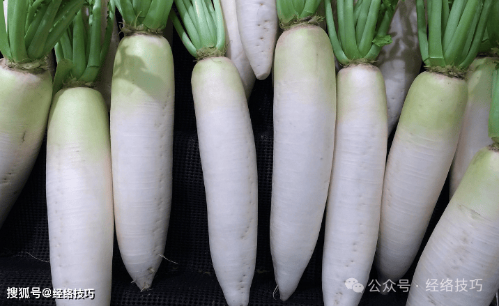 原创            白萝卜总被说“破气”，还得注意别和它同食，免得肠胃闹脾气
