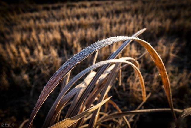 霜降前后，别太心疼钱，常吃5种食物，益气补虚，安健稳入冬