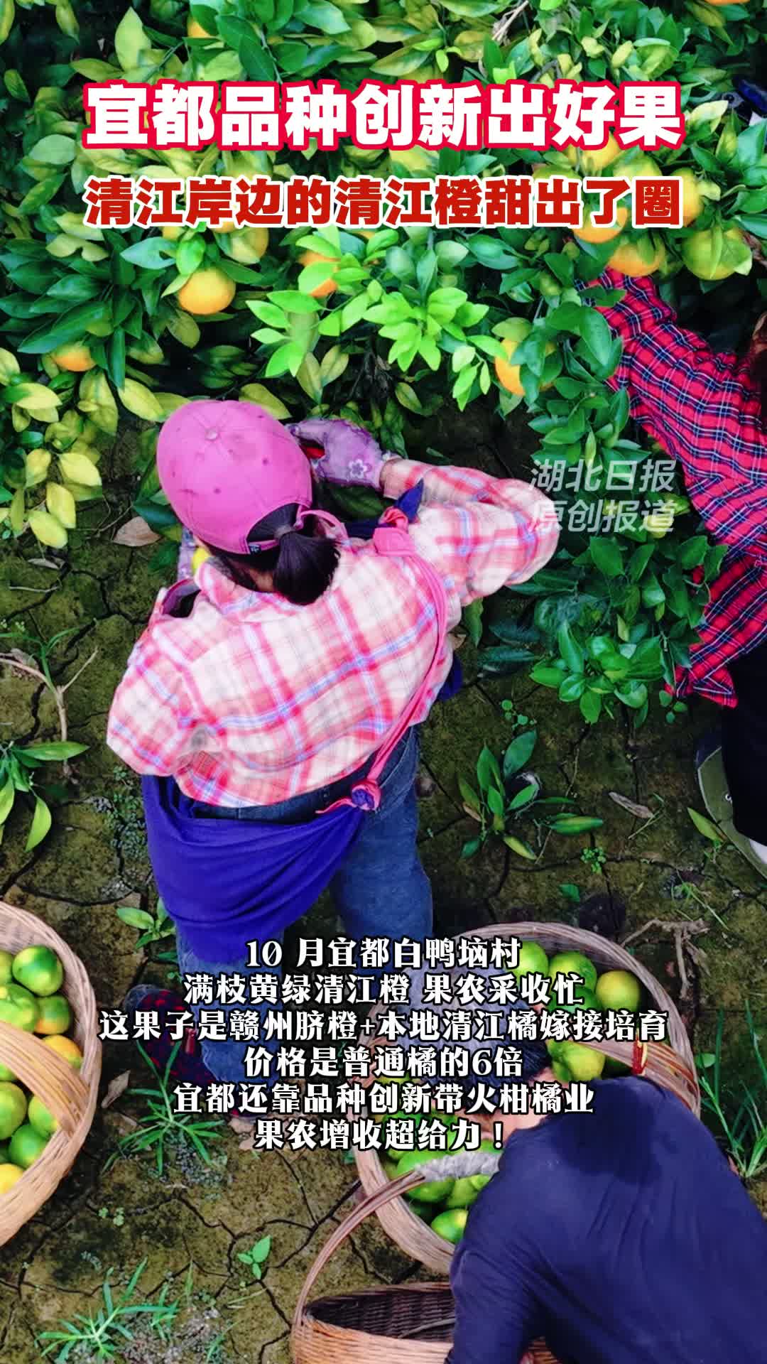 宜都柑橘品改结出“黄金果”