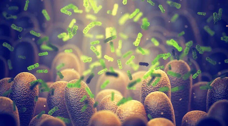 原创            改善自闭症，肠道菌群调节必不可少