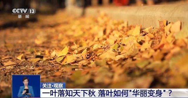 央视关注青岛：落叶“艺术变身”成公园景观和设施