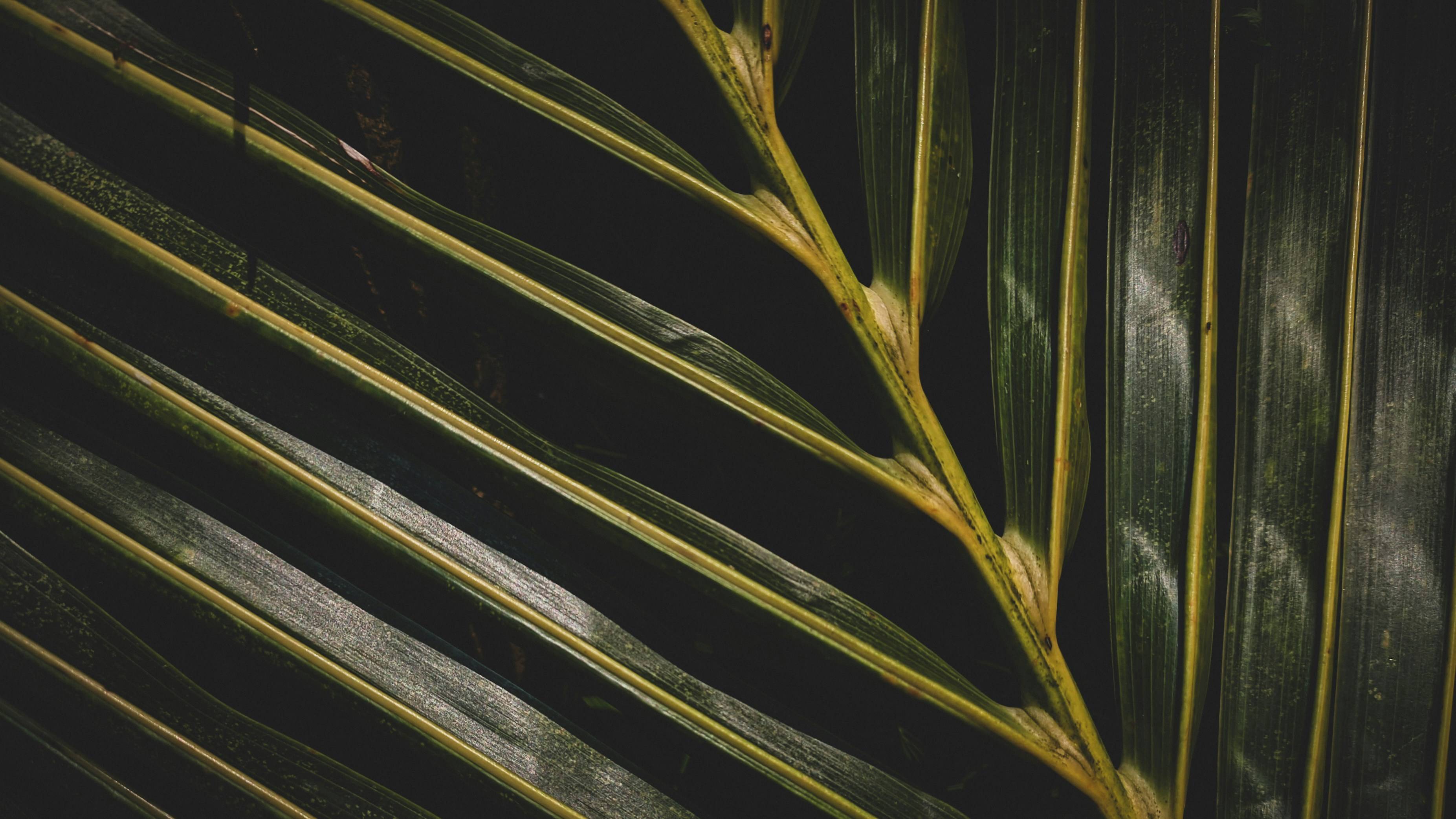 百年废纸堆里的惊人发现！欧洲植物多样性26%消失，人类该反思什么？