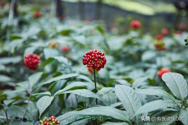 三七：化开全身血瘀、堵栓的“天然疏通剂”！斑块狭窄也能改善