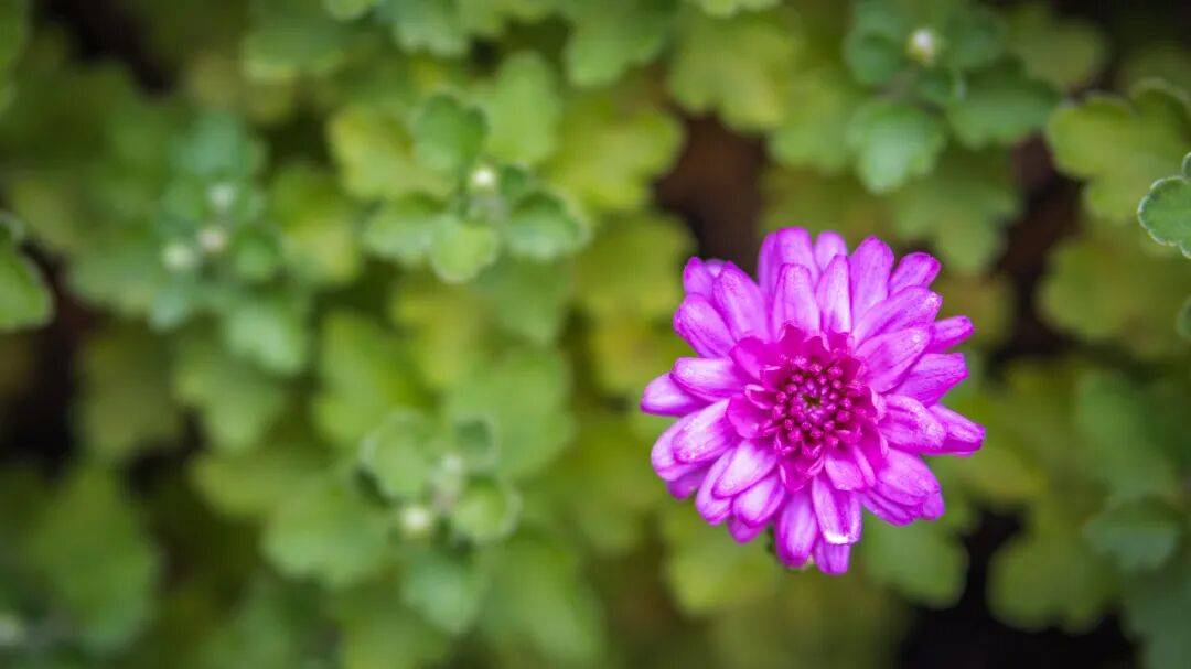 一位素食主义者的自白