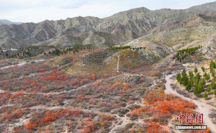 宁夏石嘴山：秋色“上新”公路变身“艺术长廊”