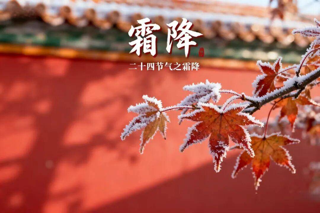 今日霜降，不论男女，都要以坐月子的态度来养生，为家人收藏