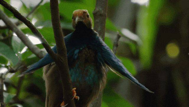 这部纪录片用50分钟视觉盛宴，带你看懂大自然的色彩秘密