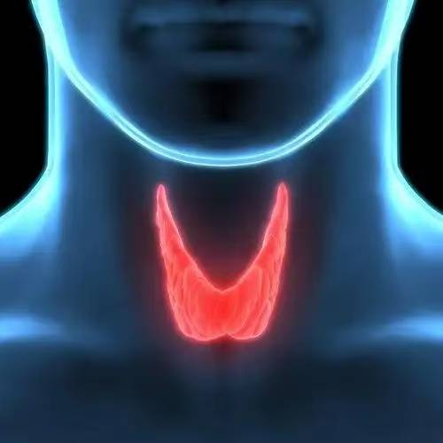 节食减肥会不会间接影响甲状腺激素分泌?
