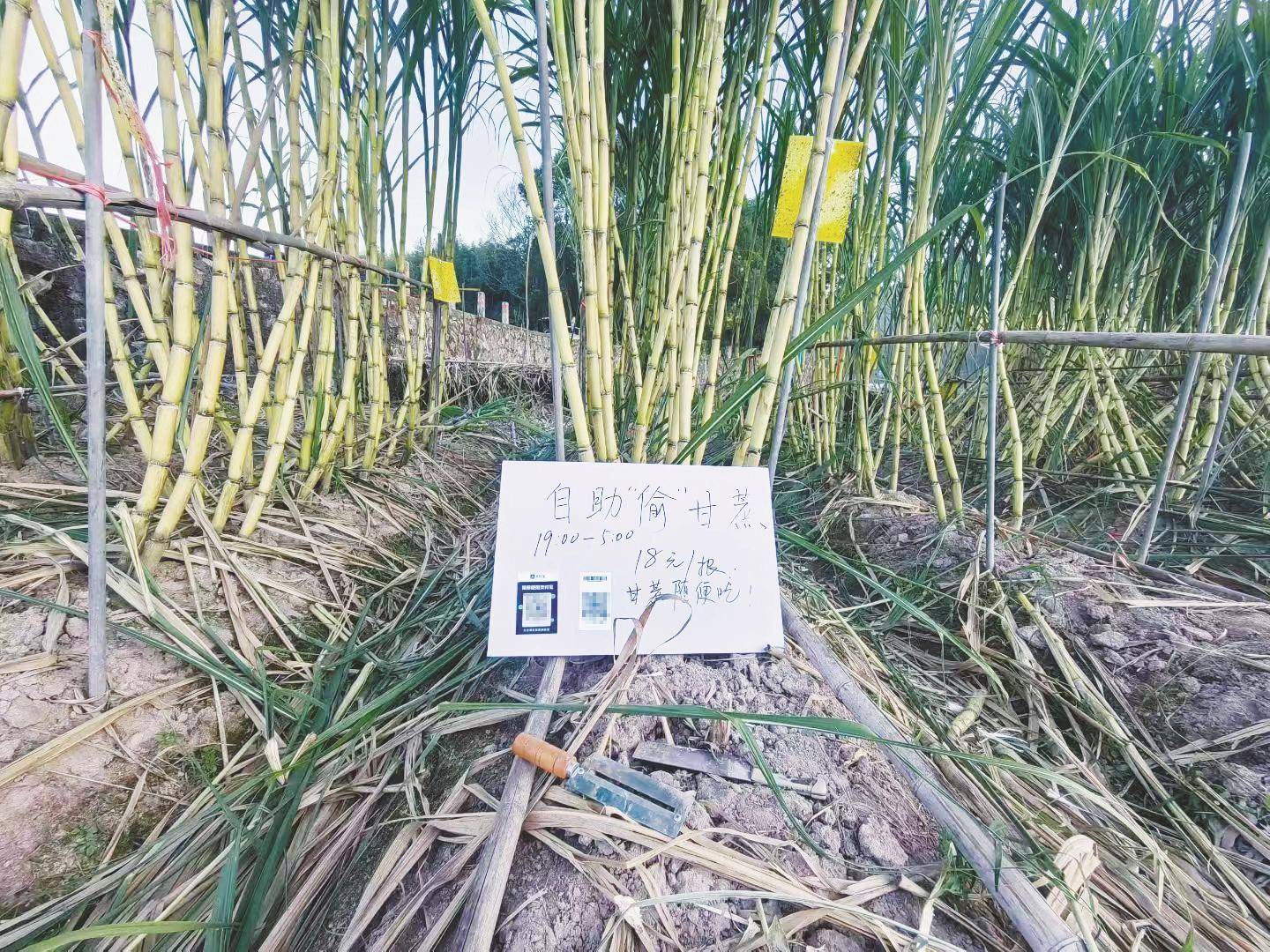 浙江一“可偷甘蔗地”成打卡点，上百网友深夜体验，80后“地主”：已收偷款6千元