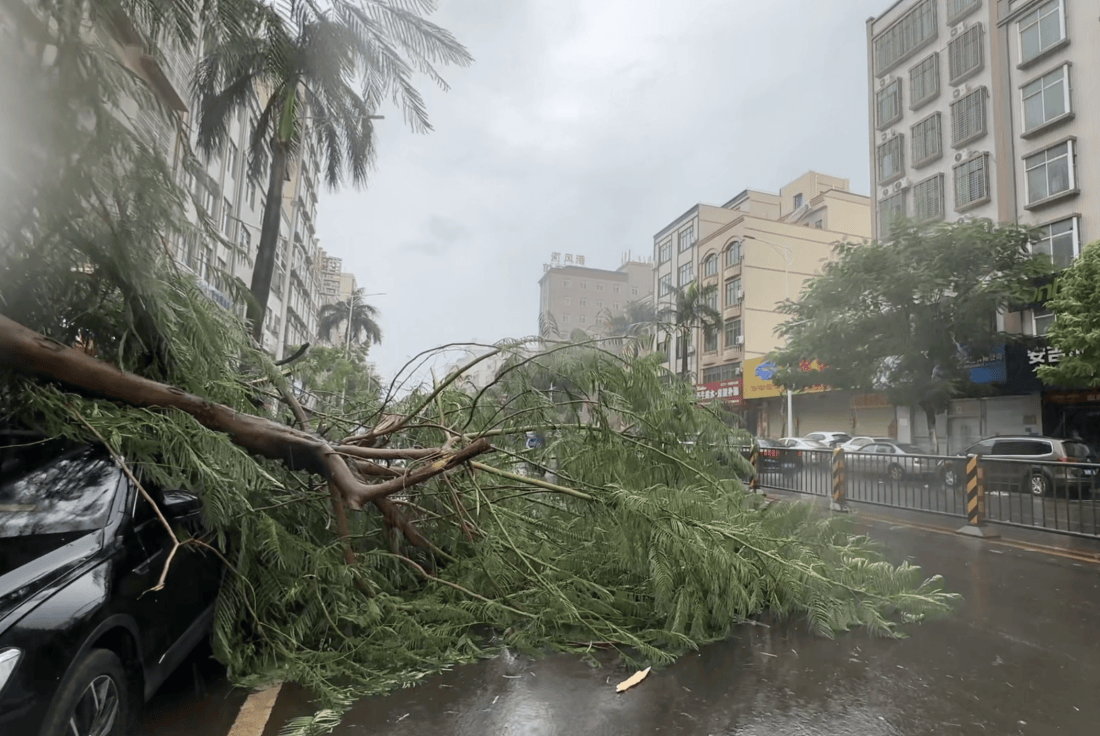 湛江徐闻实况：路边大树被强风刮倒，车辆被砸！台风“麦德姆”即将登陆