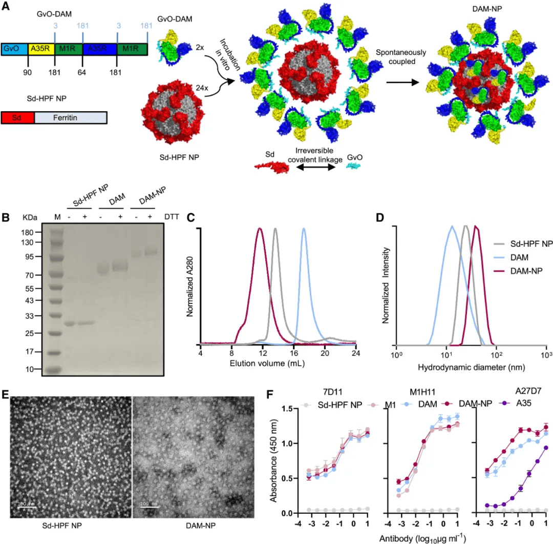Cell Reports |南方医科大学团队开发单剂量纳米颗粒疫苗对抗猴痘感染