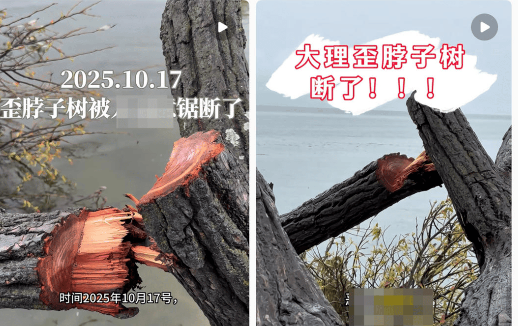 大理洱海摄影师反映网红“歪脖子树”多处被锯 洱海管理局工作人员：情况正在核查