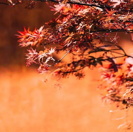 悦享书香—新书闪借暨中文新书展重磅回归！