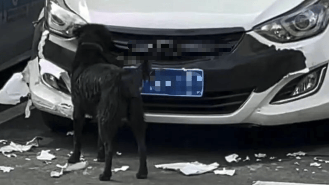 女子一觉睡醒，车被狗啃到面目全非：肇事狗还没找到，换保险杠大概要1000元