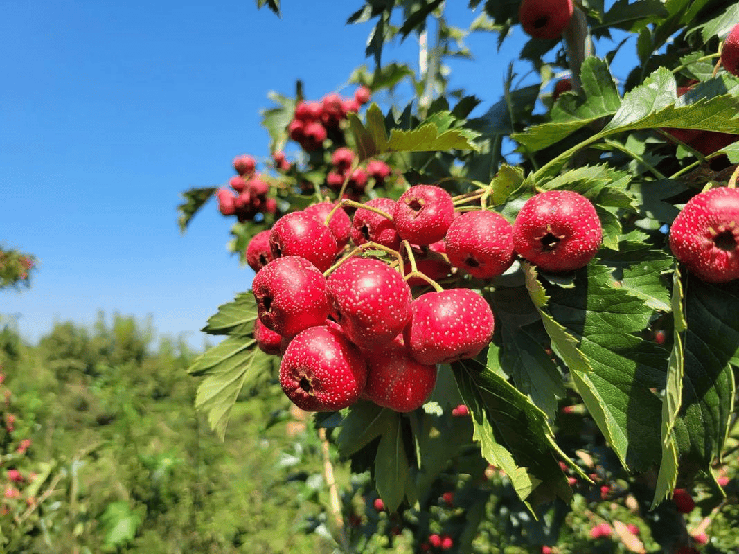 原创            深秋使劲吃，一健胃，二消炎，三护心，四增免疫，随手一蒸，酸甜可口特好吃