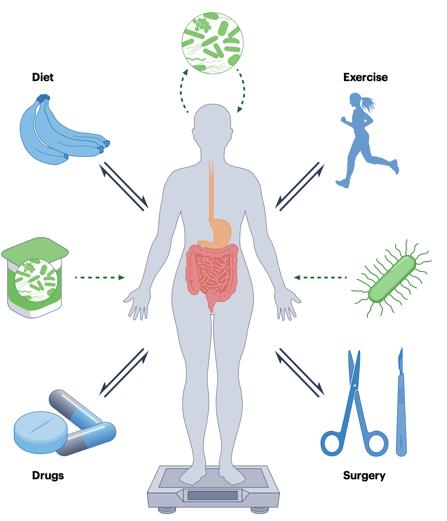减肥不止在餐桌和跑步机——肠道菌群才是你体重的“隐形操盘手”