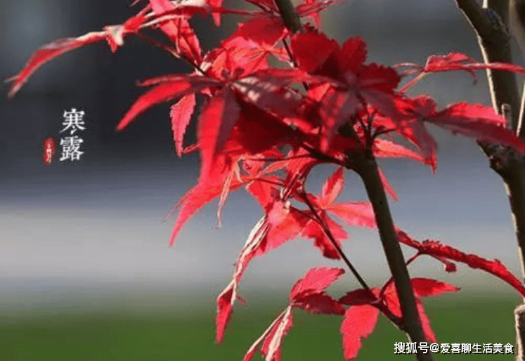 原创            寒露将至天气转冷，饮食要懂忌口，多吃3白3红少吃3样，为入冬打基础！