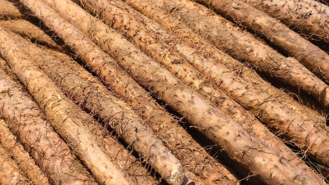 入秋后，最该吃的不是红薯，是它！健脾养胃又好吃，才三块钱一斤