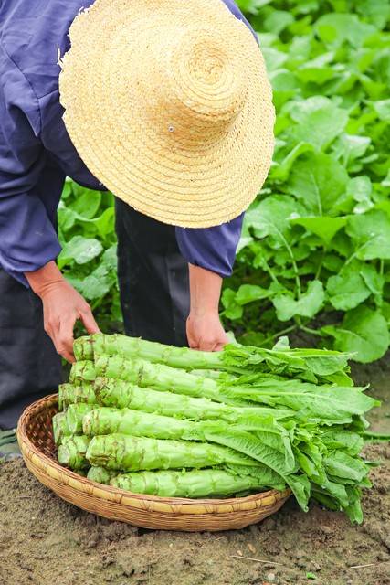 秋天，补肺黄金期：多吃这3种时令蔬菜，润肺养颜又实惠！