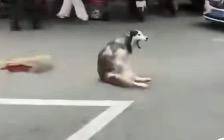 成都一男子当街砍伤哈士奇！街道办：该犬无主并伤人已处理