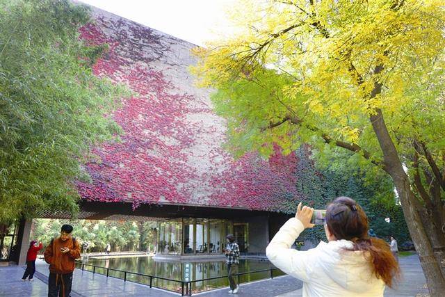 天津大学冯骥才文学艺术研究院红叶满墙 感受诗意初秋