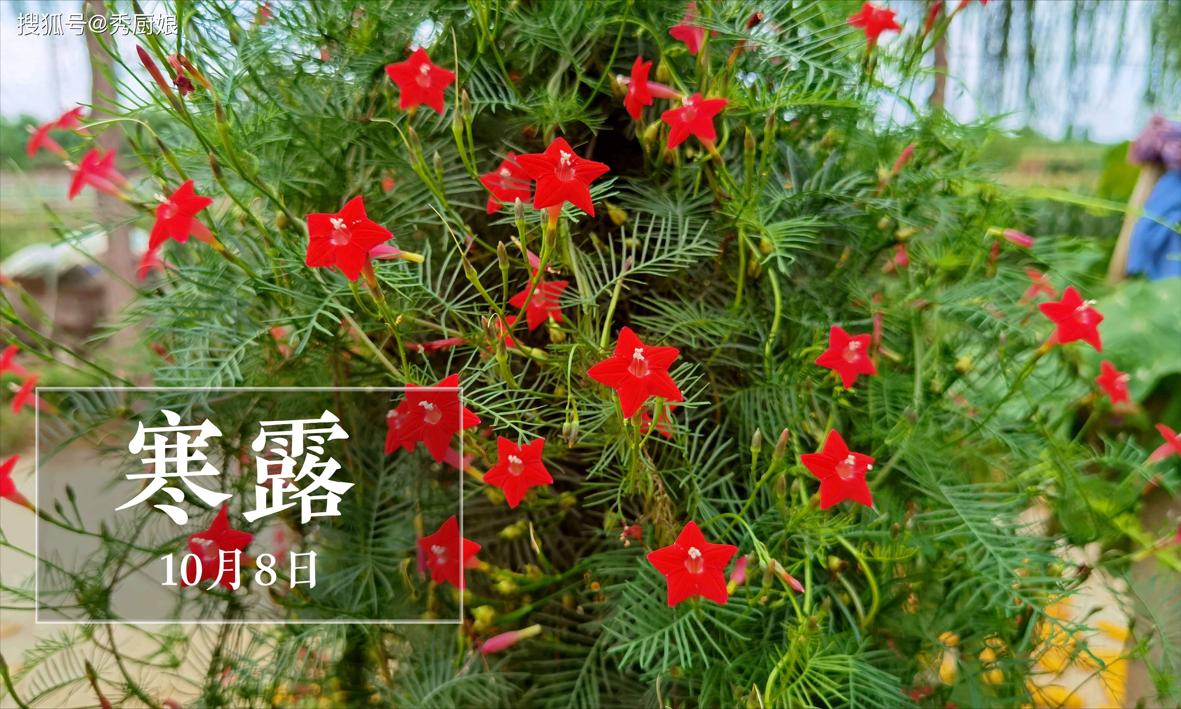 原创            寒露吃3宝，不把医生找，明日寒露，“3宝”指啥？滋阴润肺健脾胃