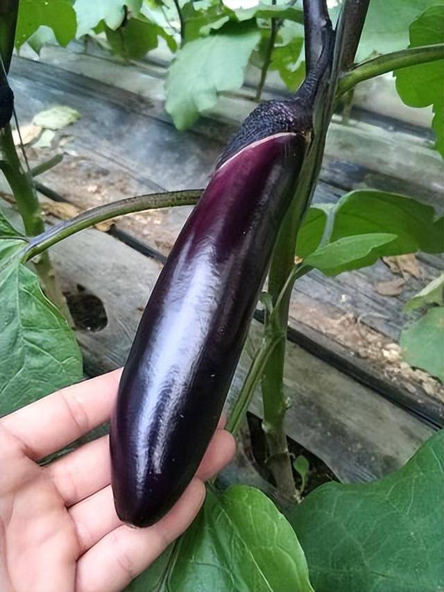 原创            茄子再次被关注！医生：常吃茄子的甲状腺患者，或可收获这4好处