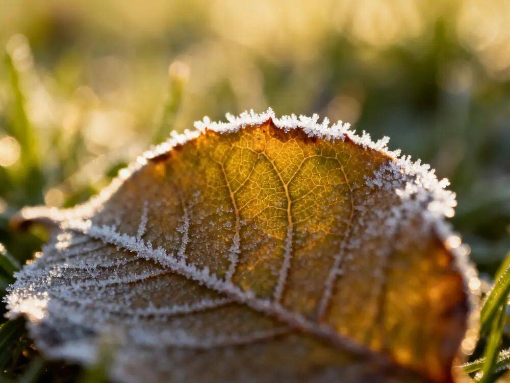 霜降节气最佳饮食养生法