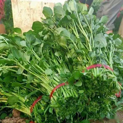 原创            水肿，吃它强过喝7杯咖啡！利尿消肿，刮油瘦身，清炒一下比瓜还清淡！