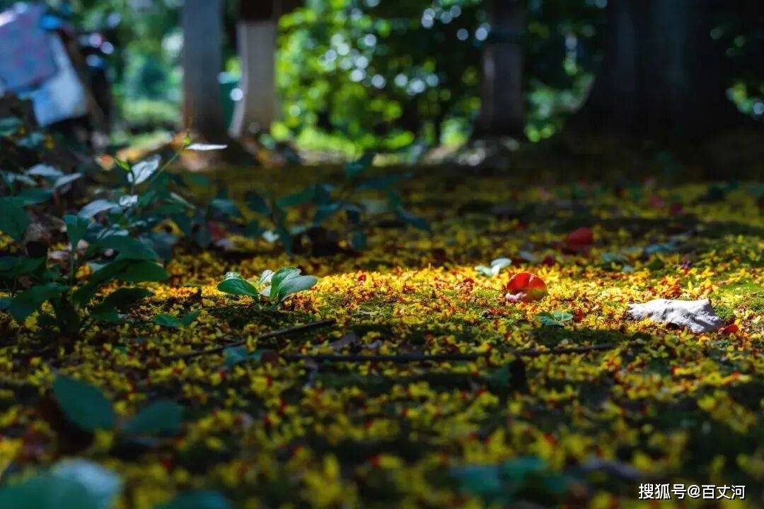 【古诗词鉴赏】唐代诗人寒山《杳杳寒山道》诗赏析