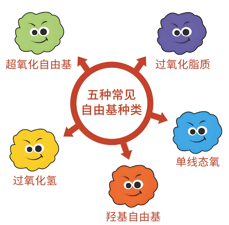 天然抗氧化剂——花生肽