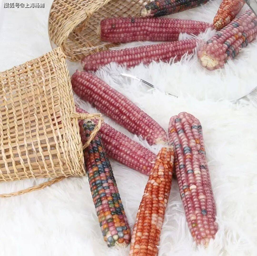 玉米变“玉石”？“文玩玉米”成年轻人“新宠”！这些健康风险需警惕→