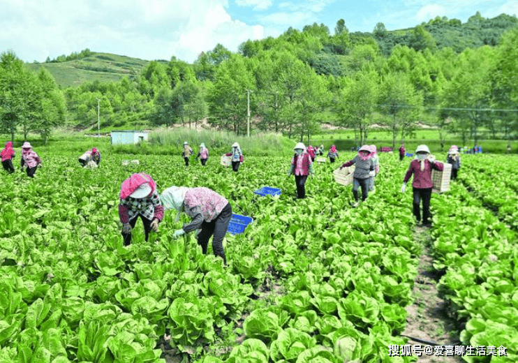 原创            深秋，宁可少吃肉，也要多吃这3种绿叶蔬菜，补充营养，滋养肠胃！