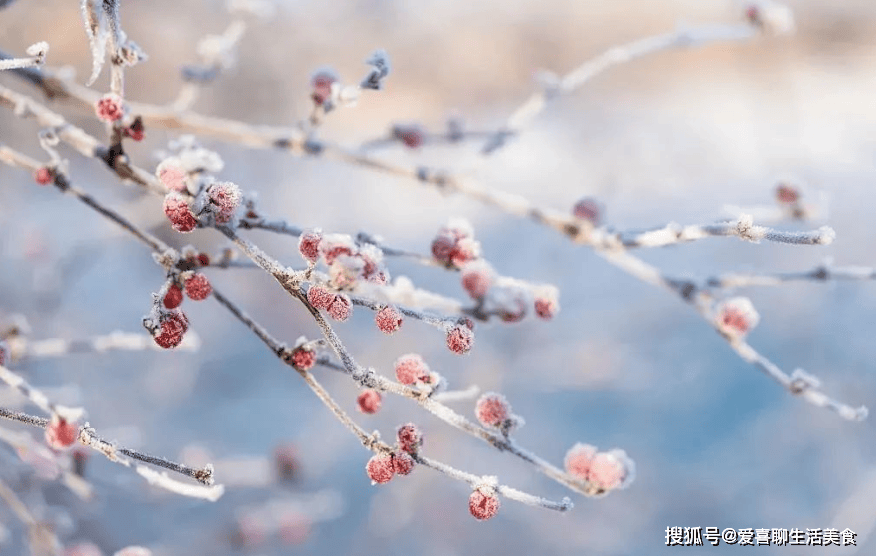 原创            从霜降到立冬，宁可不吃肉也要多吃5种“黄金菜”，别错过季节了！