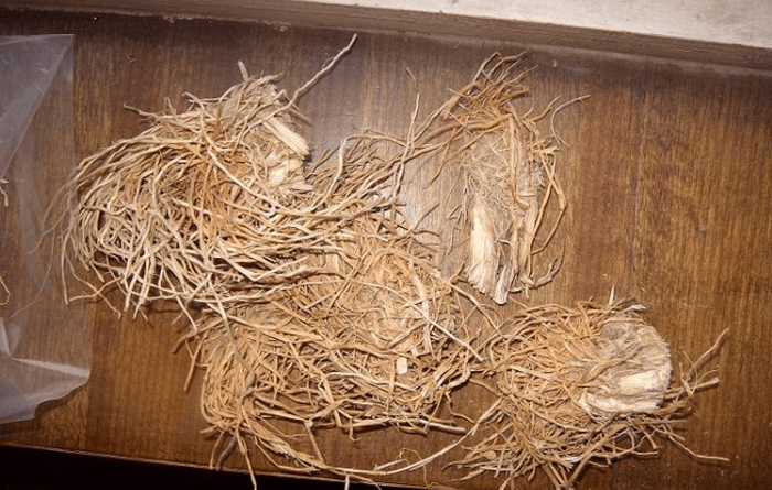 炒糯稻根（切段煮烂）：多汗症人群的固卫敛汗与益气优选食材