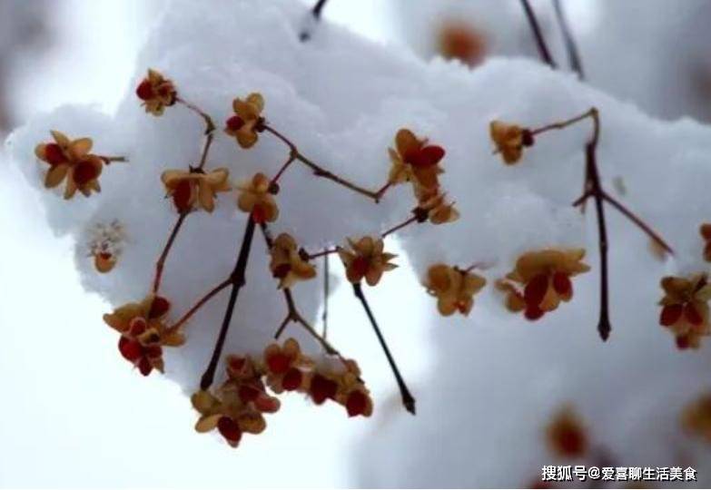 原创            小雪过后，十菜使劲吃，一补阳气、二健脾胃、三强免疫，别不懂吃