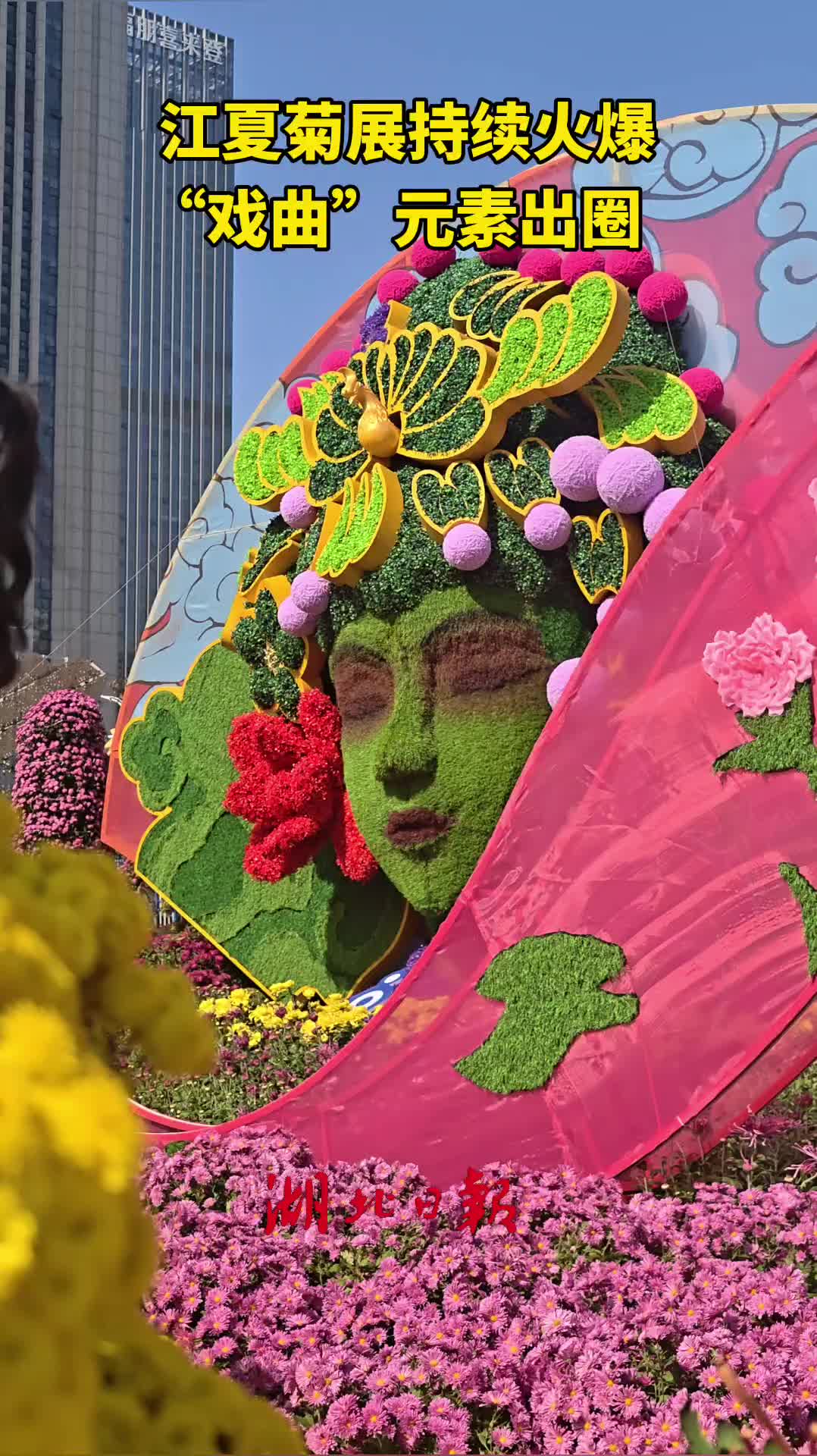 江夏菊展持续火爆 “戏曲”元素出圈