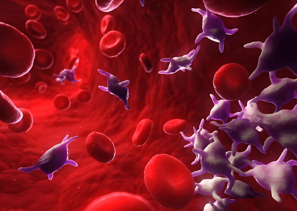 杨淑莲医生：血液疾病检查项目有哪些