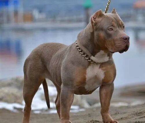 上海老太擅闯鱼塘摘粽叶，被两条恶霸犬咬死，责任如何划分？