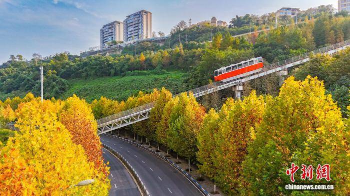 惊艳！重庆缆车穿梭梧桐林 犹如一幅浪漫“油画”