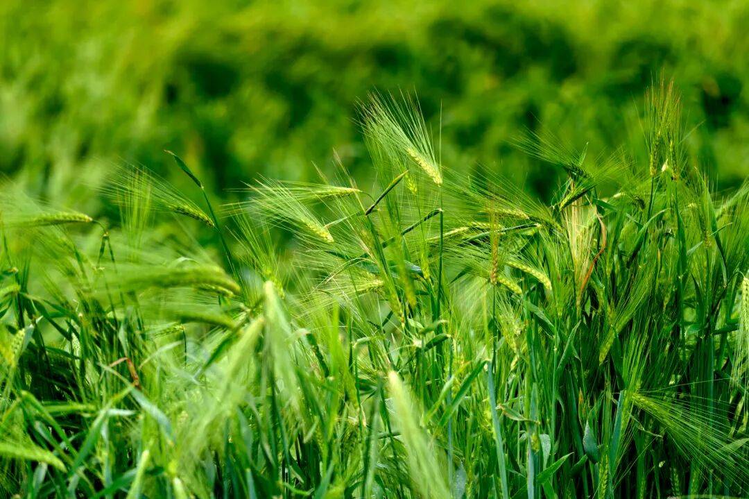 这种优秀粗粮被严重忽视了，好吃不胖还能控糖！可替代米饭馒头