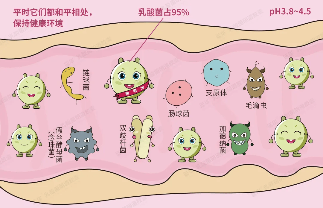阴道乳酸菌如何影响阴道微生态健康的