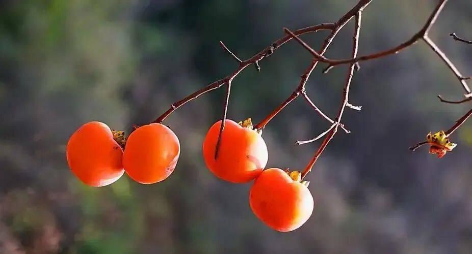 水果中的滋阴王，11月抓紧吃！润肺热、消黏痰，三种做法可常吃