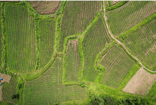 【共产党员网关注】“紫玛瑙”串起乡村振兴致富路