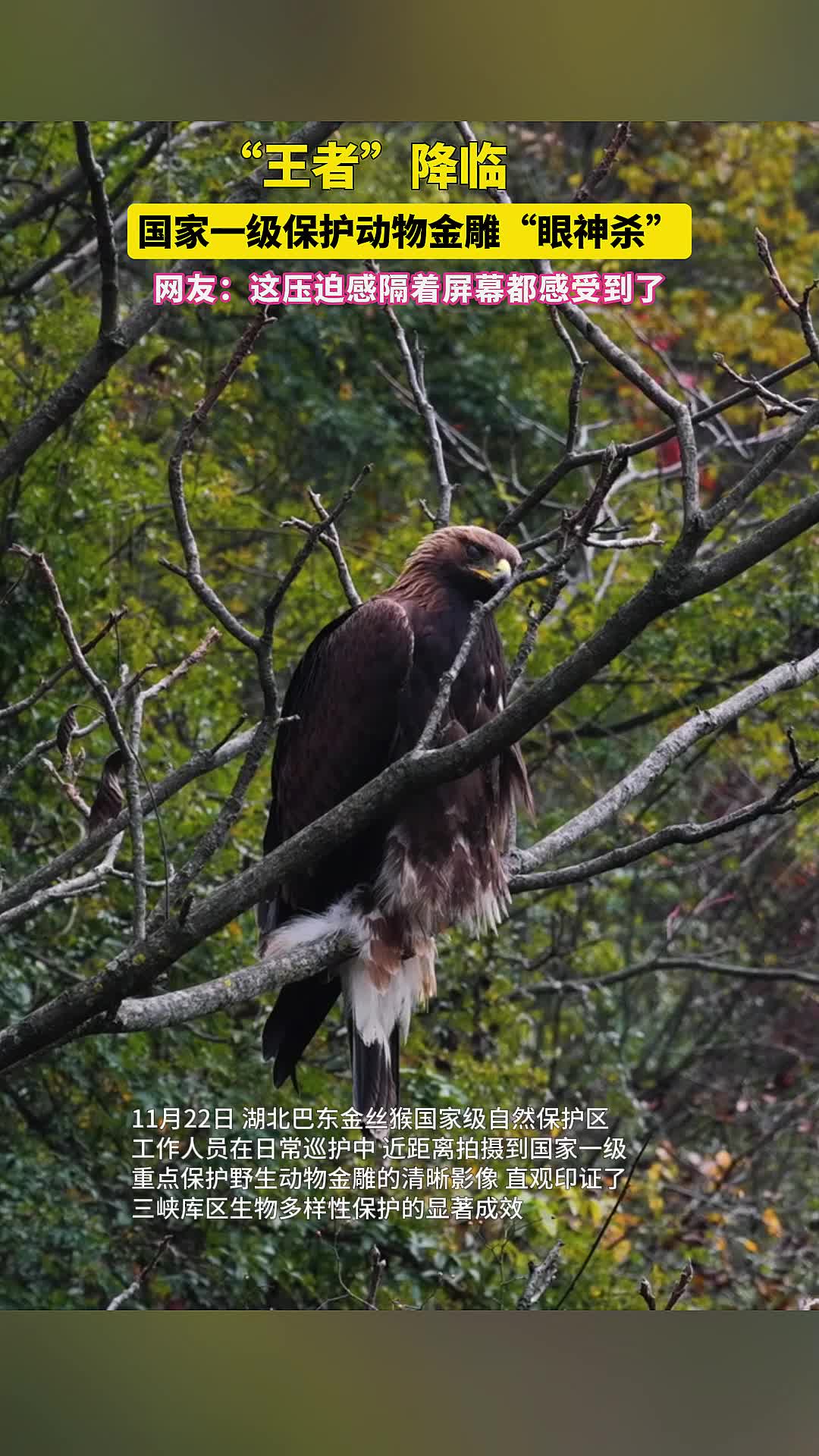 巴东近距离监测到国家一级保护动物金雕