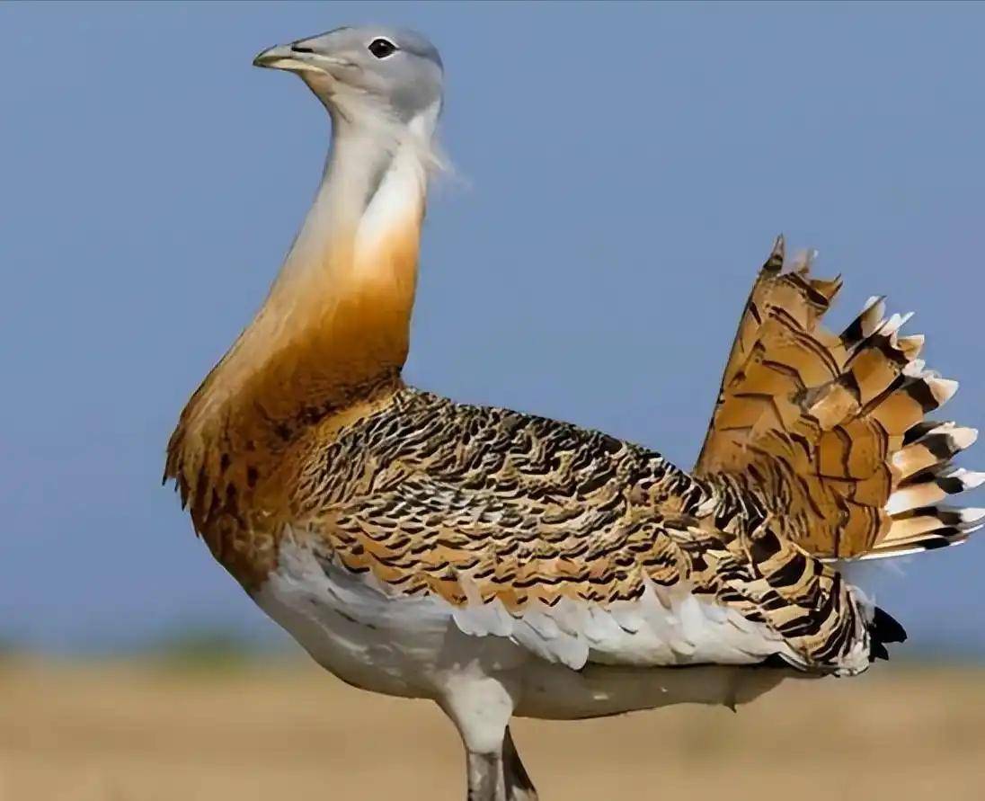 画家吕文扬的鸨鸟