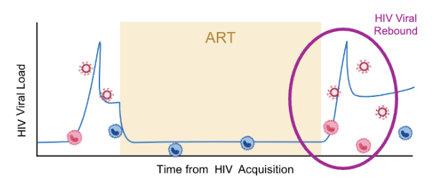 原创            《传染病杂志》：CD16+单核细胞显著增多，是HIV病毒反弹的预兆