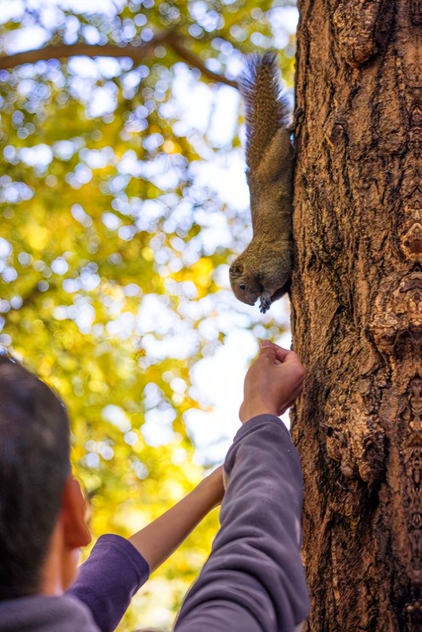 北京公园大爷逗松鼠：互动背后的 “乐” 与“思”